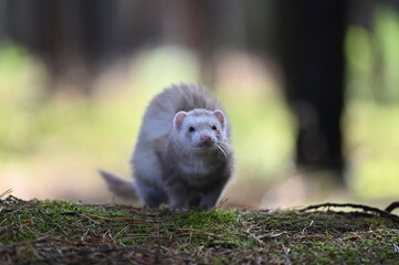 Ferret photographed in nature. Champagne ferret female. Cute ferret pet in the forest.