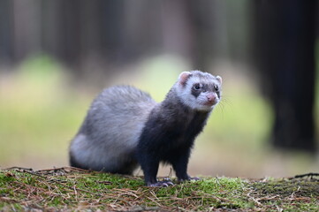 Ferret photographed in nature. Sable ferret male. He licks himself. Cute ferret in the forest