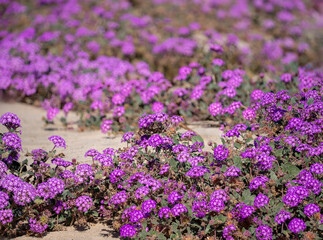 Obraz premium Sand Verbena carpet on desert sand dunes