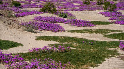 Sand Verbena carpet on desert sand dunes