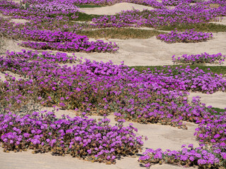 Sand Verbena carpet on desert sand dunes