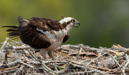 Osprey with chicks in a nest 