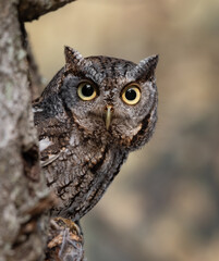 Eastern screech owl in a tree cavity