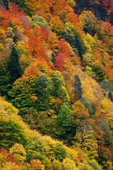 Fototapeta premium Autumn colours in Apuseni mountains, Occidental Carpathians of Romania, Europe. Warm autumn colours on a sunny day