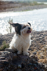 Beaver York dog, walk outdoor, dirty and ungroomed
