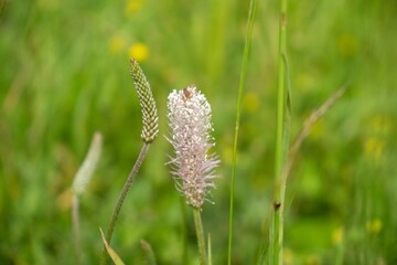 Plantago flower in the wild nature on the green meadow. Slovakia