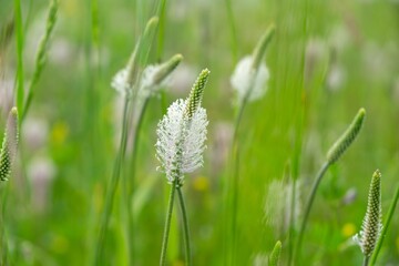 Plantago flower in the wild nature on the green meadow. Slovakia