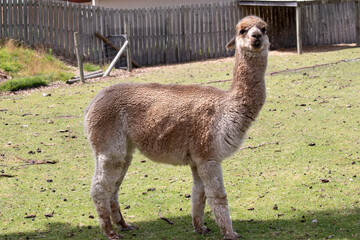 alpaca are slender bodied animals with long legs and neck and small heads and large pointed ears....