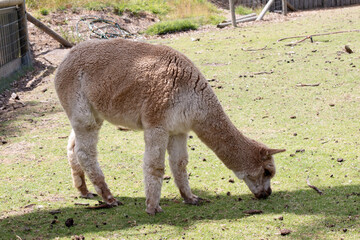 alpaca are slender bodied animals with long legs and neck and small heads and large pointed ears. They are covered in soft fleece