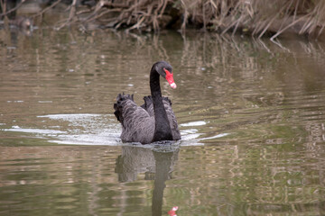 the black swan has black feathers edged with white on its back and is all black on the head and neck.  It has a red beak with a white stripe and red eyes