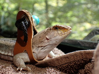 Spanish Curly Tailed Lizard In Harness