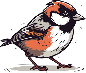 Bullfinch bird isolated on a white background. Vector illustration.