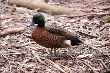 the male the chestnut teal duck has a green head and neck and a brown body