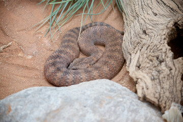 he common death adder has a broad flattened, triangular head and a thick body with bands of red,...