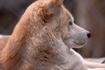Dingos are a dog-like wolf. They have a long muzzle, erect ears and strong claws. They usually have...