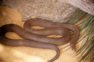 the eastern brown is a long venonous brown snake
