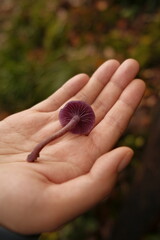 Woman's hand holding an amethyst deceiver mushroom
