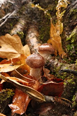 Honey fungus mushrooms on the forest floor