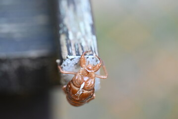 木にくっついたセミの抜け殻