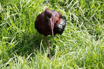 The glossy ibis neck is reddish-brown and the body is a bronze-brown with a metallic iridescent...