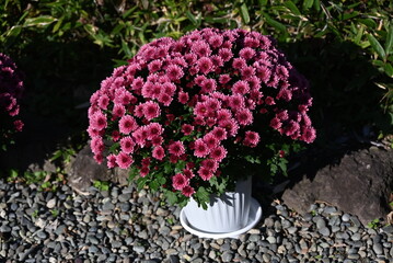 Pot mum. A potted autumn-blooming chrysanthemum with adjusted plant height. Chrysanthemums have been loved by Japanese people since ancient times as ornamental plants that soothe the soul.
