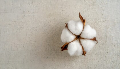 Pureté du Coton: Douceur Naturelle et Développement Durable