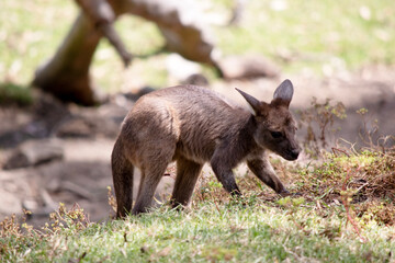 the kangaroo-Island Kangaroo joey has a brown body with a white under belly. They also have black feet and paws