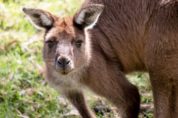 Naklejka na ściany i meble the kangaroo-Island Kangaroo has a light brown body with a white under belly. They also have black feet and paws