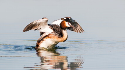 great crested grebe