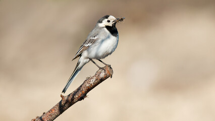 Obraz premium black backed shrike