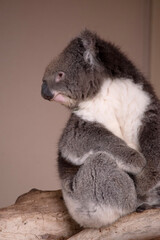 the Koala has a large round head, big furry ears and big black nose. Their fur is usually grey-brown in color with white fur on the chest, inner arms, ears and bottom.