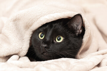 Portrait of a black cat peeking out from under a blanket during a cold snap