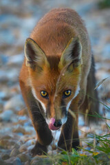 Urban Fox living on the beach at Dungeness, seen licking his lips.