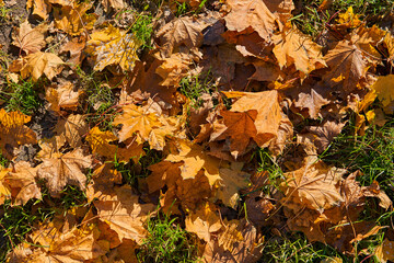 Yellow foliage from a maple tree lies on the grass. Fallen leaves of trees