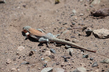 Life Reborn in the Flowering Atacama Desert