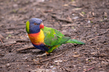 The rainbow lorikeet has a bright yellow-orange/red breast, a mostly violet-blue throat and a yellow-green collar.