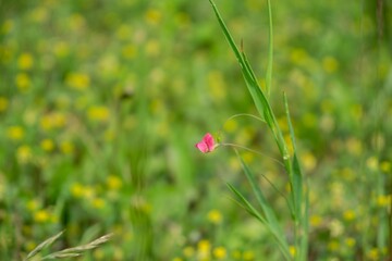 Meadow flowers - beautiful yellow and pink flowers in the nature. Slovakia