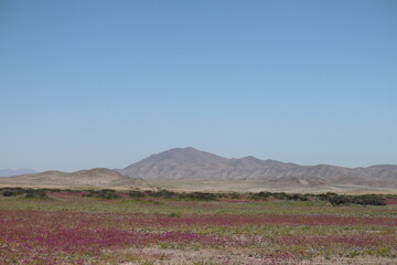 Life Reborn in the Flowering Atacama Desert