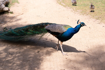 Peacocks are large, colorful blue pheasants known for their iridescent tails