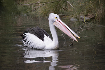 Australian pelicans are one of the largest flying birds. They have a white body and head and black wings. They have a large pink bill.