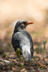 Portrait of an Olive Thrush perched on the ground in Tsavo West National Park.