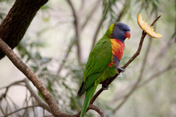 The rainbow lorikeet has a bright yellow-orange/red breast, a mostly violet-blue throat and a yellow-green collar.