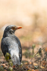 Portrait of an Olive Thrush perched on the ground in Tsavo West National Park.