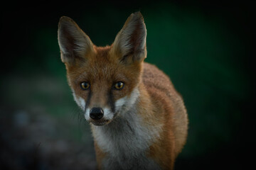 Dusk Portrait of a young Wild Fox living on the beach at Dungeness, Kent, England