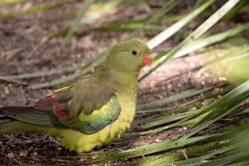 The female regent parrot is all light greefen. It has yellow shoulder patches and a narrow red band crosses the centre of the wings and yellow underwings.