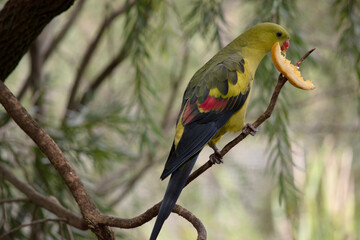 The male Regent Parrot has a general yellow appearance with the tail and outer edges of the wings being dark blue-black