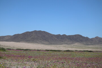 Life Reborn in the Flowering Atacama Desert