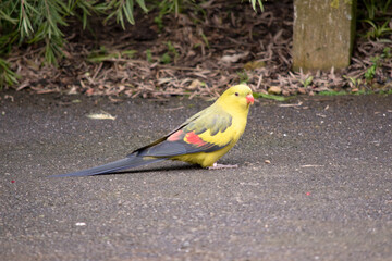 The female regent parrot is all light green. It has yellow shoulder patches and a narrow red band crosses the centre of the wings and yellow underwings.