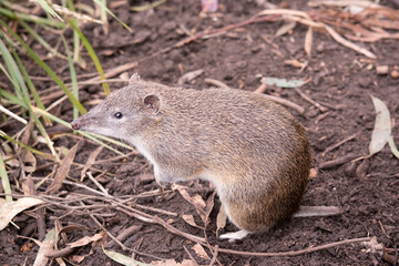 Southern brown bandicoot is a medium sized ground dwelling marsupial with a long tapering snout, a naked nose, a compact body and a short tail.