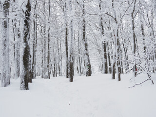 winter forest in the snow